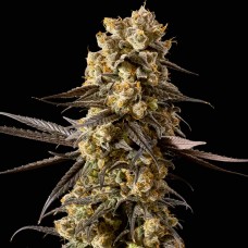 Banana Biscotti F1 Feminised Seeds Banana Biscotti F1 Feminised Seeds