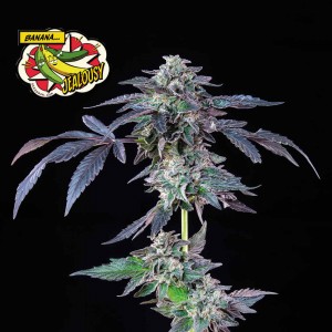 Banana Jealousy Feminised Seeds Banana Jealousy Feminised Seeds