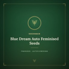 Blue Dream Auto Feminised Seeds Blue Dream Auto Feminised Seeds