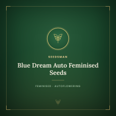 Blue Dream Auto Feminised Seeds Blue Dream Auto Feminised Seeds