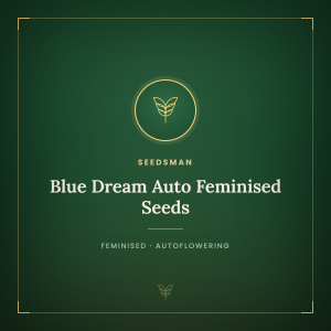 Blue Dream Auto Feminised Seeds Blue Dream Auto Feminised Seeds