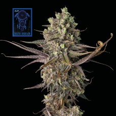Blue Dream Fast Feminised Seeds Blue Dream Fast Feminised Seeds