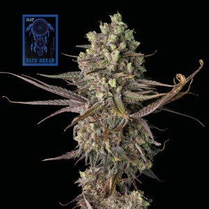 Blue Dream Fast Feminised Seeds Blue Dream Fast Feminised Seeds