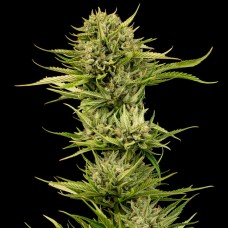 Blueberry Pie F1 Fast Feminised Seeds Blueberry Pie F1 Fast Feminised Seeds