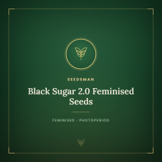 Black Sugar 2.0 Feminised Seeds Black Sugar 2.0 Feminised Seeds