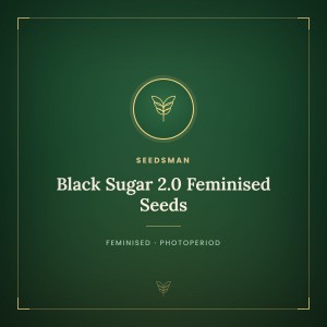 Black Sugar 2.0 Feminised Seeds