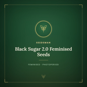 Black Sugar 2.0 Feminised Seeds Black Sugar 2.0 Feminised Seeds