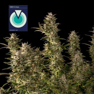 CBDV 1:1 Auto Feminised Seeds CBDV 1:1 Auto Feminised Seeds