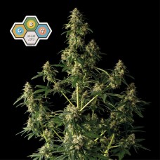 CBG Relief Auto Feminised Seeds CBG Relief Auto Feminised Seeds