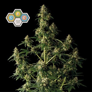 CBG Relief Auto Feminised Seeds CBG Relief Auto Feminised Seeds