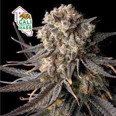 Cali Critical Mass Feminised Seeds Cali Critical Mass Feminised Seeds