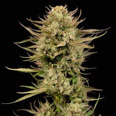 Cherry Punch F1 Feminised Seeds Cherry Punch F1 Feminised Seeds