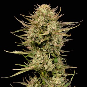 Cherry Punch F1 Feminised Seeds Cherry Punch F1 Feminised Seeds