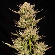 Cookie Apple OG F1 Auto Feminised Seeds Cookie Apple OG F1 Auto Feminised Seeds