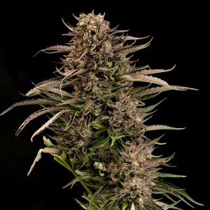 Fatso GMO F1 Auto Feminised Seeds Fatso GMO F1 Auto Feminised Seeds