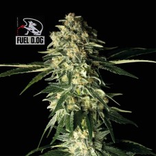 Fuel D.OG Feminised Seeds Fuel D.OG Feminised Seeds
