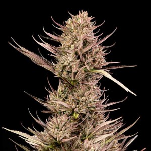 Garlic Muffin F1 Auto Feminised Seeds Garlic Muffin F1 Auto Feminised Seeds