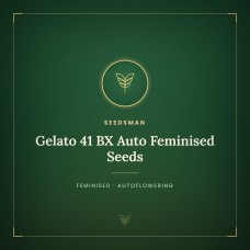 Gelato 41 BX Auto Feminised Seeds Gelato 41 BX Auto Feminised Seeds