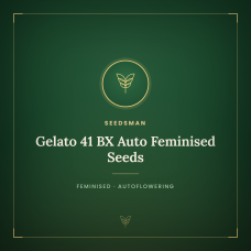 Gelato 41 BX Auto Feminised Seeds Gelato 41 BX Auto Feminised Seeds
