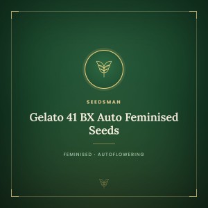 Gelato 41 BX Auto Feminised Seeds Gelato 41 BX Auto Feminised Seeds