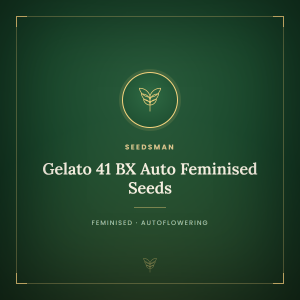 Gelato 41 BX Auto Feminised Seeds Gelato 41 BX Auto Feminised Seeds