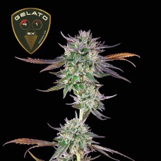 Gelato 41 BX Feminised Seeds Gelato 41 BX Feminised Seeds