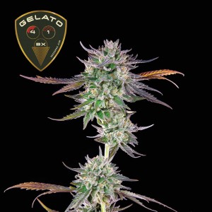 Gelato 41 BX Feminised Seeds Gelato 41 BX Feminised Seeds