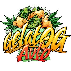 Gelat.OG Auto Feminised Seeds Gelat.OG Auto Feminised Seeds