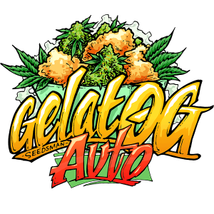 Gelat.OG Auto Feminised Seeds Gelat.OG Auto Feminised Seeds