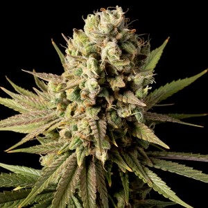Gorilla Gas F1 Fast Feminised Seeds Gorilla Gas F1 Fast Feminised Seeds