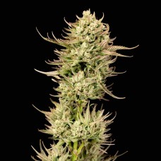 Gorilla Jealousy F1 Feminised Seeds Gorilla Jealousy F1 Feminised Seeds