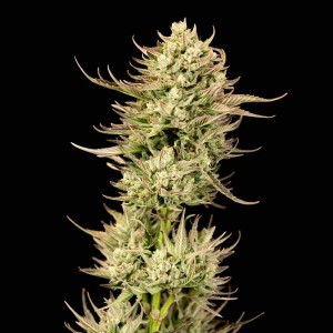 Gorilla Jealousy F1 Feminised Seeds Gorilla Jealousy F1 Feminised Seeds