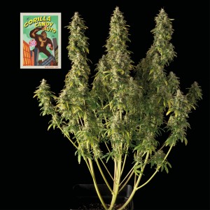 Gorilla Candy Auto Feminised Seeds Gorilla Candy Auto Feminised Seeds