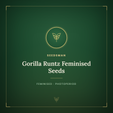 Gorilla Runtz Feminised Seeds Gorilla Runtz Feminised Seeds