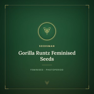 Gorilla Runtz Feminised Seeds