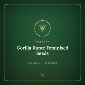 Gorilla Runtz Feminised Seeds Gorilla Runtz Feminised Seeds