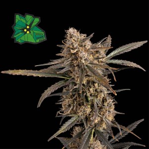 Green Crack Auto Feminised Seeds Green Crack Auto Feminised Seeds
