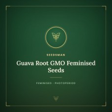 Guava Root GMO Feminised Seeds Guava Root GMO Feminised Seeds