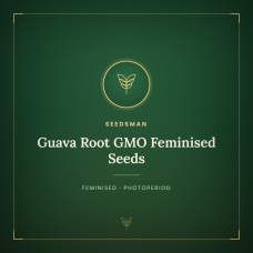 Guava Root GMO Feminised Seeds Guava Root GMO Feminised Seeds