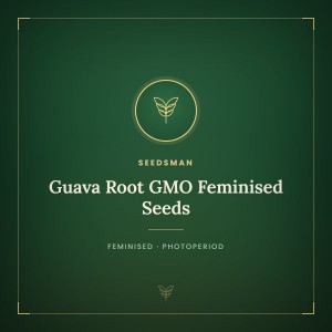 Guava Root GMO Feminised Seeds Guava Root GMO Feminised Seeds