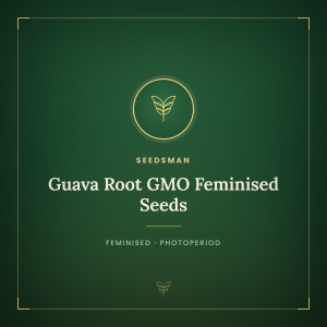 Guava Root GMO Feminised Seeds Guava Root GMO Feminised Seeds