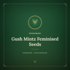 Gush Mintz Feminised Seeds Gush Mintz Feminised Seeds
