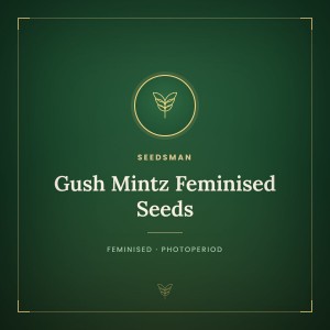Gush Mintz Feminised Seeds Gush Mintz Feminised Seeds
