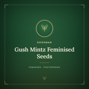 Gush Mintz Feminised Seeds Gush Mintz Feminised Seeds