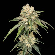 Ice Dream Cake Feminised Seeds Ice Dream Cake Feminised Seeds