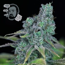 Jack Herer Fast Feminised Seeds Jack Herer Fast Feminised Seeds