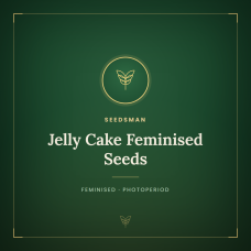 Jelly Cake Feminised Seeds Jelly Cake Feminised Seeds