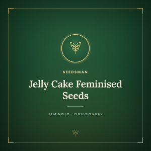 Jelly Cake Feminised Seeds Jelly Cake Feminised Seeds