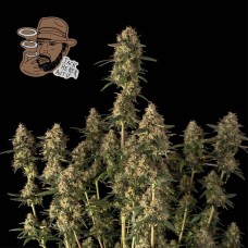 Jack Herer Auto Feminised Seeds Jack Herer Auto Feminised Seeds