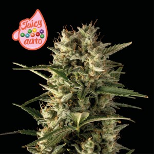 Juicy Zkittlez Auto Feminised Seeds Juicy Zkittlez Auto Feminised Seeds